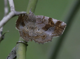 Decorated Owlet